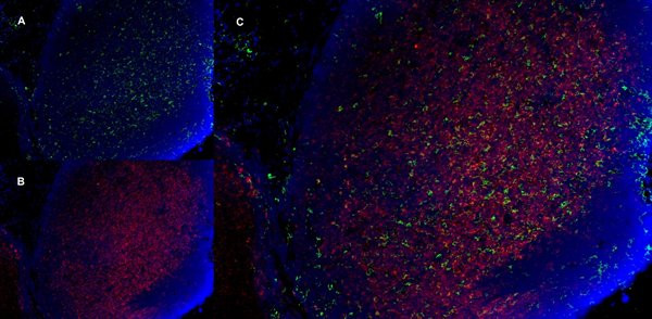 Anti-CD11b, clone 5C6
