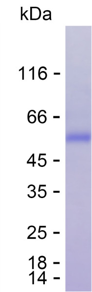Recombinant Human PSG3 Protein