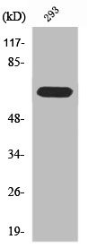 Anti-RPAP2