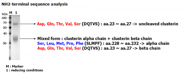 Clusterin (secretory form) (human) (rec.)