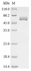 Inactive pancreatic lipase-related protein 1 (PNLIPRP1), recombinant Dog