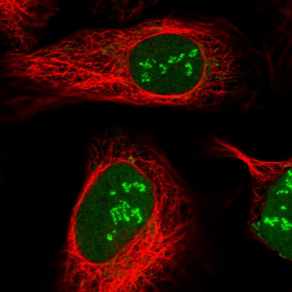 Anti-CD3EAP