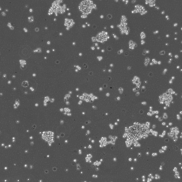 P3HR1 Cells