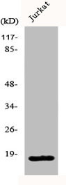 Anti-PPP1R14C
