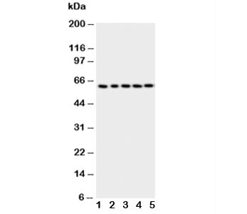 Anti-p63