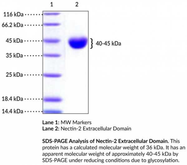 Nectin-2 Extracellular Domain (mouse, recombinant)