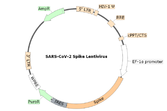 Spike (SARS-CoV-2) Lentivirus