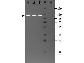Anti-beta-Galactosidase (E.coli)