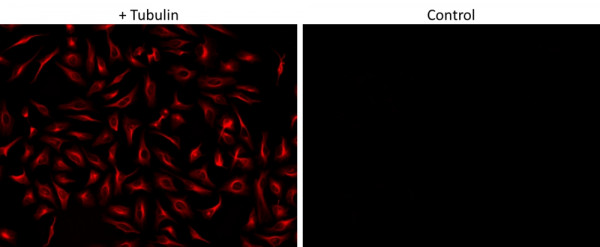 ReadiLink(TM) Rapid AF594 Antibody Labeling Kit *Rapid Alexa Fluor 594 Labeling*