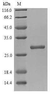 Chymotrypsin-like elastase family member 3B (Cela3b), mouse, recombinant