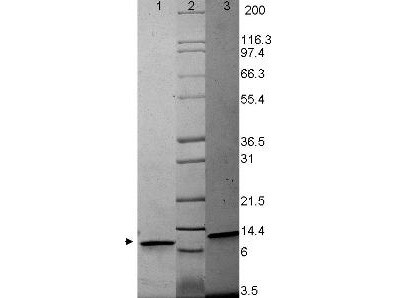 Macrophage Inflammatory Protein-3 alpha (CCL20), human recombinant (rHuMIP-3a)