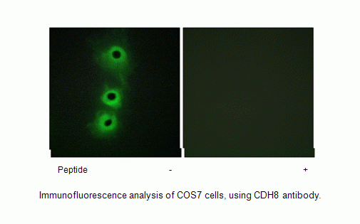 Anti-CDH8