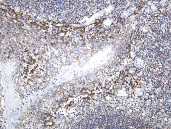 Anti-Recombinant Msi2, clone C112601