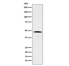 Anti-NCK, clone AFEG-14