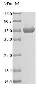 Atrial natriuretic peptide receptor 1 (NPR1), partial, human, recombinant
