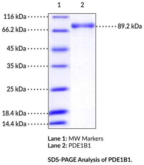 PDE1B1 (human, recombinant)