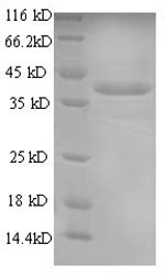 Annexin A1 (Anxa1), mouse, recombinant