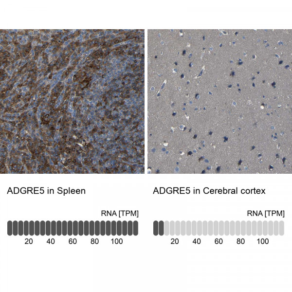 Anti-ADGRE5