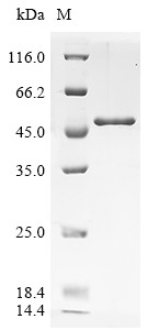 UV excision repair protein RAD23 homolog A (RAD23A), human, recombinant