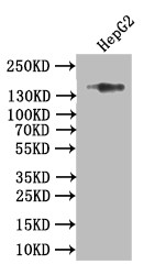 Anti-COL17A1 Recombinant Monoclonal, clone 15G9