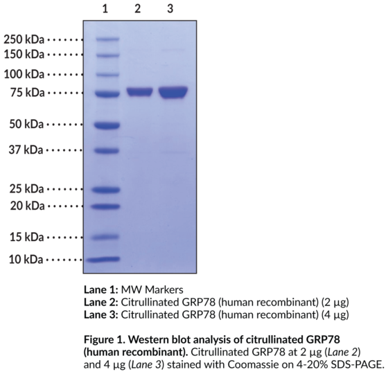 Citrullinated GRP78 (human recombinant)
