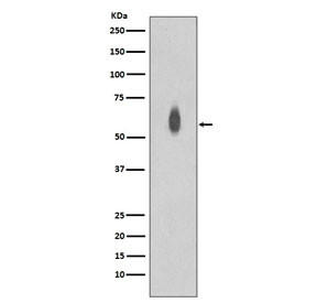 Anti-phospho-c-Myc (pT58 + pS62), clone AOO-13