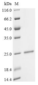 Epididymal-specific lipocalin-6 (LCN6), human, recombinant