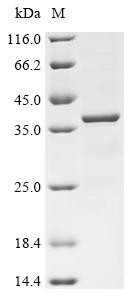 Alpha-tocopherol transfer protein (TTPA), recombinant human