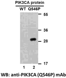 Anti-PIK3CA (Q546P)