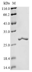 Nucleoside diphosphate kinase, cytosolic (ndkC-1), Dictyostelium discoideum, recombinant