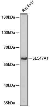 Anti-SLC47A1