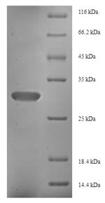 Fibroblast growth factor 13 (FGF13), human, recombinant