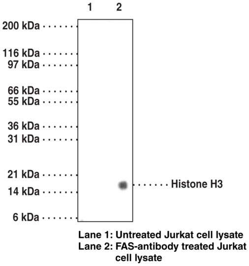 Anti-Histone H3 (Phospho-Ser28) (Clone 117C826)