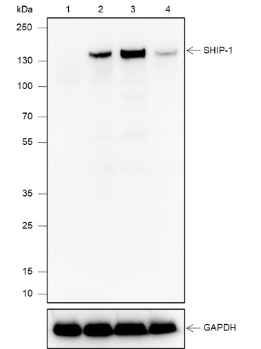 Anti-Recombinant SHIP-1, clone A602