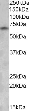 Anti-GAD1 (isoform GAD67), Internal