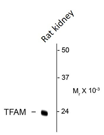Anti-TFAM