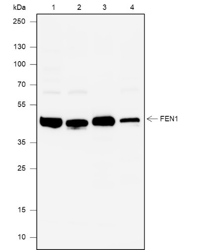 Anti-Recombinant FEN1, clone A638