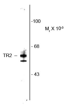 Anti-TR2