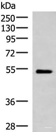 Anti-FUCA2