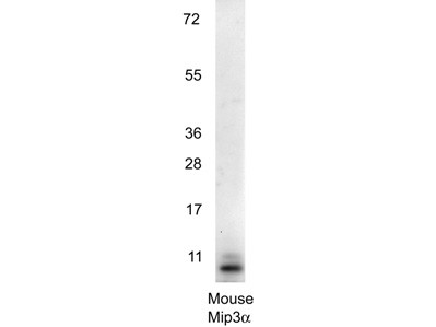 Anti-Macrophage Inflammatory Protein-1alpha (MIP-3a)