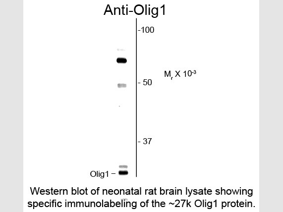Anti-Olig1