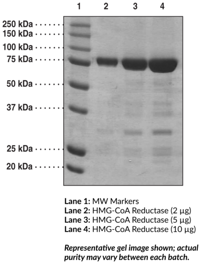 HMG-CoA Reductase (human recombinant)