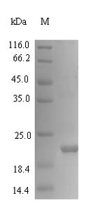 Viscotoxin-A3 (THI2.1), partial, Viscum album, recombinant