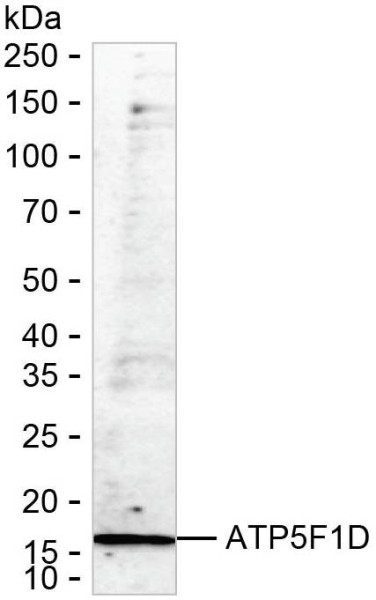Anti-ATP5F1D (recombinant antibody)