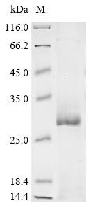 Acetylcholine receptor subunit gamma (CHRNG), partial, human, recombinant