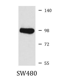 Anti-Mitofusin 1