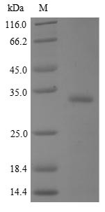 BPI fold-containing family A member 2 (BPIFA2), human, recombinant