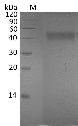 Ephrin-A4 (EFNA4), partial (Active), human, recombinant
