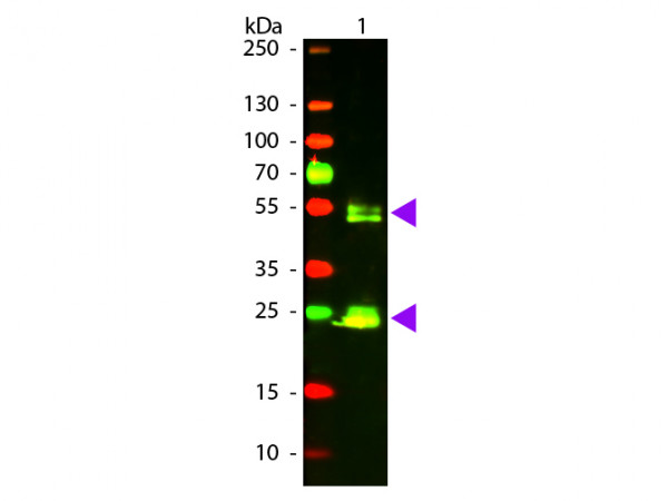 Anti-Rat IgG (H&amp;L) [Goat], Texas Red conjugated F(ab')2 fragment
