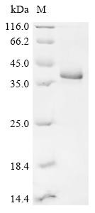 Complement C1q and TNF related 3(C1qtnf3), rat, recombinant